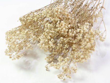 Гипсофила 1