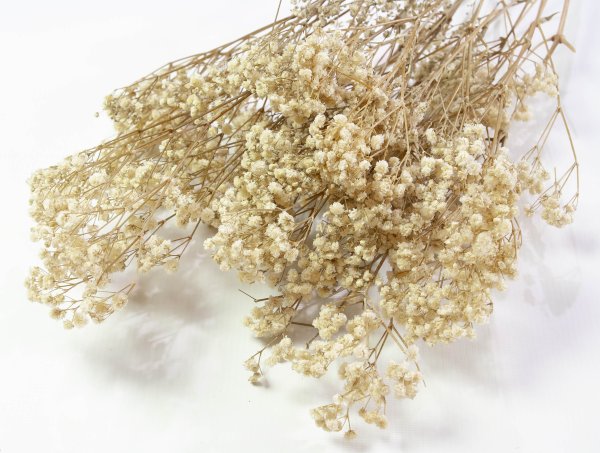 Гипсофила 1