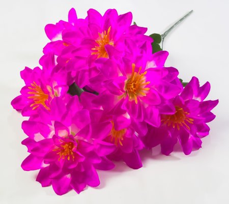 Георгин "Вилена" 7 цветков