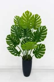 Монстера южно-американская 135 см БЕЗ КАШПО