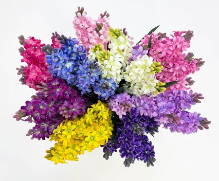 Гиацинт 5 соцветий