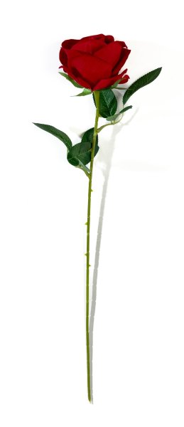 Роза  бархат "Лапуля"