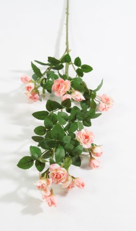 Кустовая роза чайная