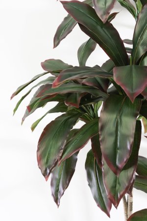 Кордилина 175 см БЕЗ КАШПО