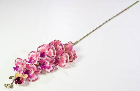 Ветка орхидеи 26