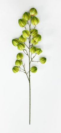 Физалис зеленый 