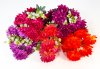 Хризантема "Кокарде" 13 цветков
