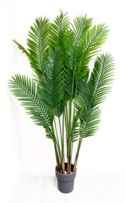 Пальма Дипсис 18 листов 190 см БЕЗ КАШПО