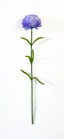 Гвоздика сиреневая