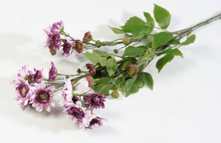 Ветка хризантемы кустовой жимолость