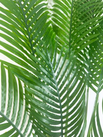 Пальма "Дипсис" 12 листов 170 см БЕЗ КАШПО