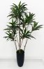 Кордилина 190 см БЕЗ КАШПО