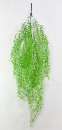 картинка Аспарагус 2 светлый от магазина KALINA