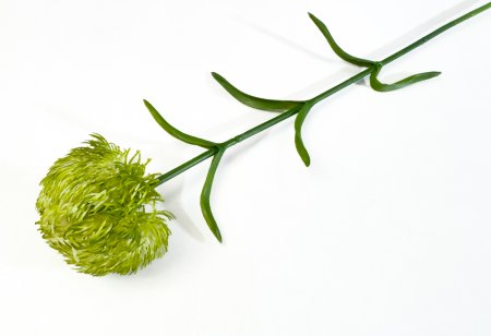 Гвоздика светло-зеленая