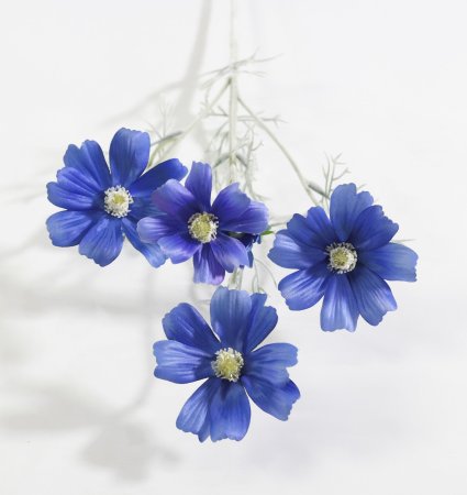 Ветка космеи синяя