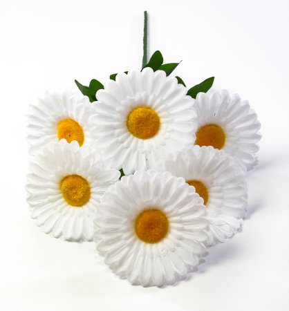 Ромашка "Лунный свет малая" 6 цветков