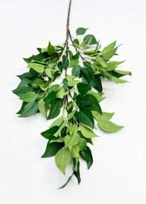 картинка Фикус ветка большая от магазина KALINA