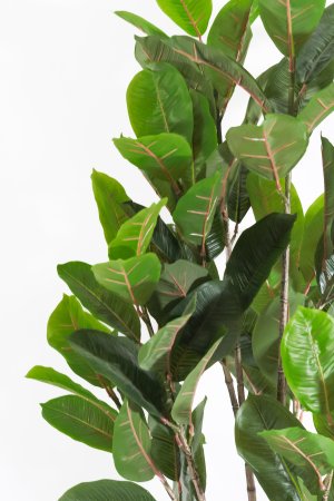 Фикус лировидный 135 см БЕЗ КАШПО