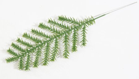 картинка Ветка Араукарии от магазина KALINA