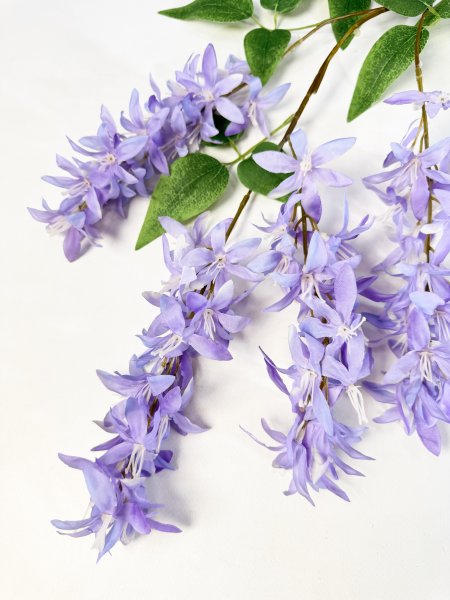 Глициния шелковистая сиреневая