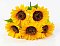 Подсолнух