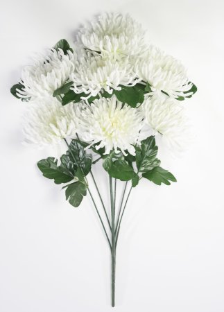 Астра "Кардинал" 7 цветков