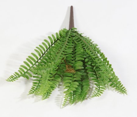 картинка Нефролепис Соната от магазина KALINA