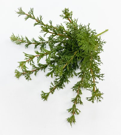 картинка Фенхель от магазина KALINA