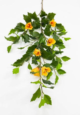 Гибискус желтый