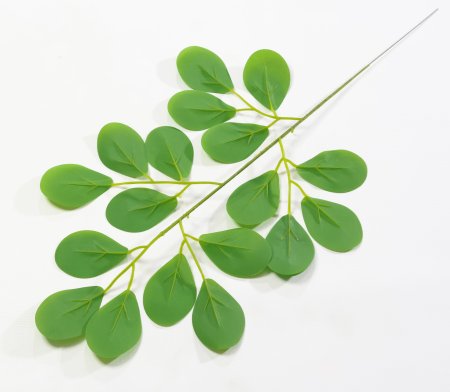 картинка Ветка эхинодоруса круглолистного от магазина KALINA