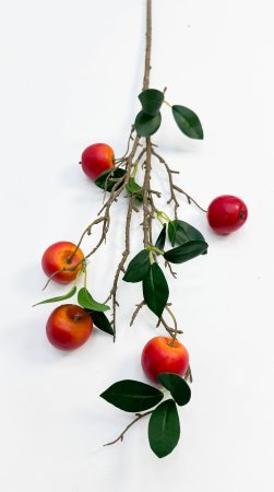 Ветка красной ранетки 5 плодов