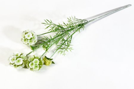 Скабиоза звездчатая молочная