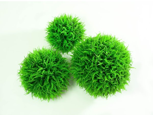 картинка Самшит Папоротник №3 от магазина KALINA