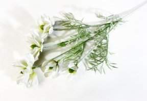 Клематис молочный