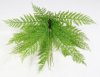 картинка Папоротник Таёжный светлый от магазина KALINA