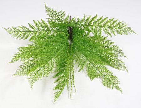 картинка Папоротник Таёжный светлый от магазина KALINA