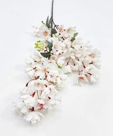 Сакура мелкопильчатая белая