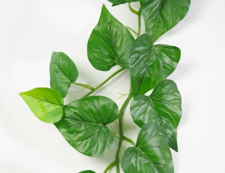 картинка Сциндапсус лиана от магазина KALINA