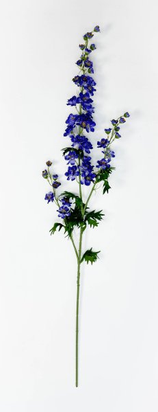 Дельфиниум фиолетовый