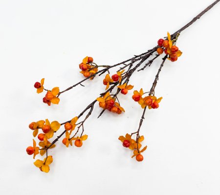 Морошка оранжево-красная