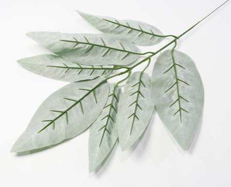 картинка Лист манго матовый от магазина KALINA