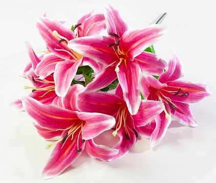 Лилия "Арабская ночь" 7 цветков от магазина KALINA являющийся официальным дистрибьютором в России 