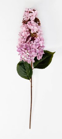 Гортензия метельчатая "Вилмс" нежно-розовая