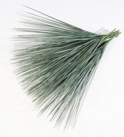 картинка Мискантус Грацилимус "Лето" от магазина KALINA