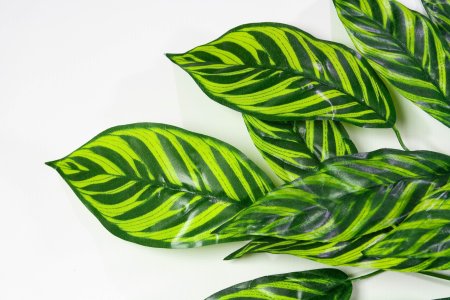 картинка Лист диффенбахии 3 ветки от магазина KALINA