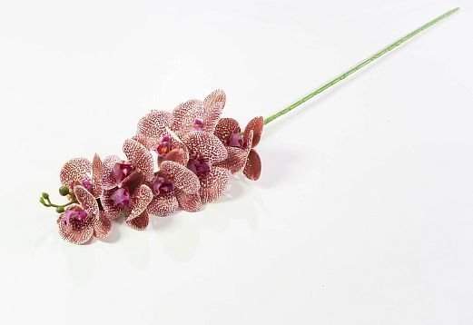 Ветка орхидеи 9 от магазина KALINA являющийся официальным дистрибьютором в России 