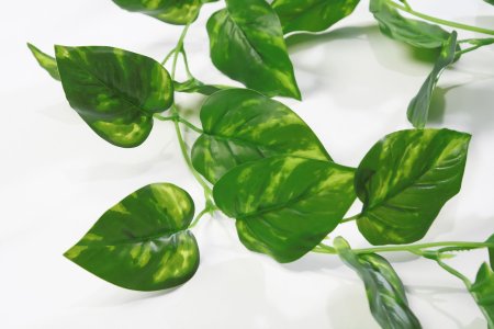 картинка Лиана Эпипремнума от магазина KALINA