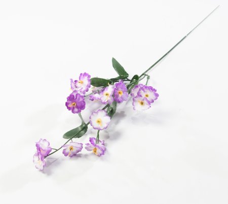 Гипсофила разноцветная