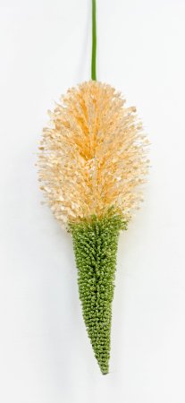 Эремурус "Персиковый пушистик"