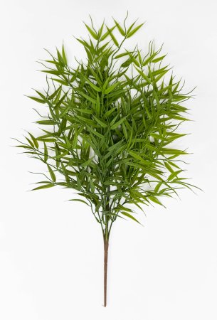 картинка Бамбук Погонатерум от магазина KALINA